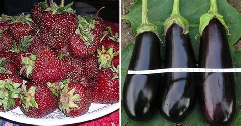 Летние овощи и фрукты - Со Вкусом