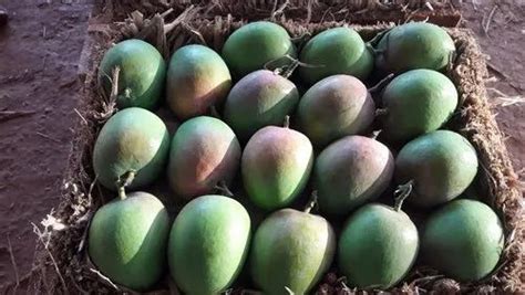 Green Organic Ratnagiri Alphonso Mangoes Carton Packaging Size Kg