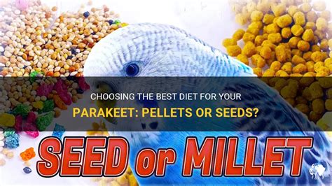 Choosing The Best Diet For Your Parakeet: Pellets Or Seeds? | PetShun