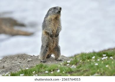 cute alpine marmot groundhog marmota marmota stock photo