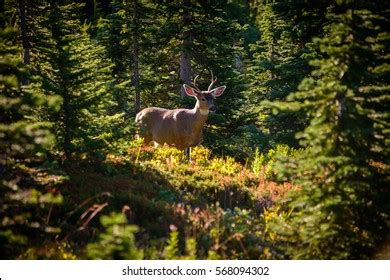 751 Mount Rainier Wildlife Images, Stock Photos & Vectors | Shutterstock