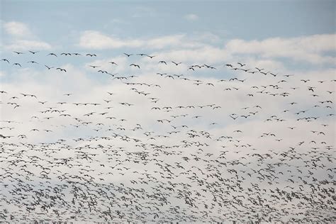 Thousands Of Snow Geese In Flight Above Maryland S Eastern Shore