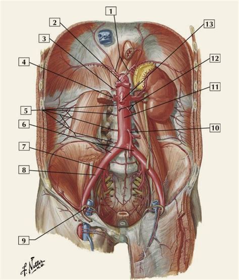 Arteries Of Posterior Abdominal Wall Diagram Quizlet