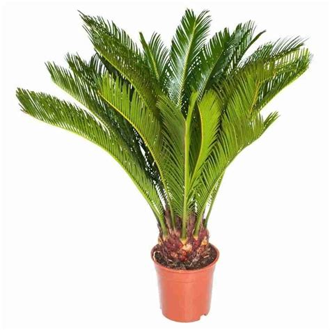 Комнатные пальмы картинки - 83 фото