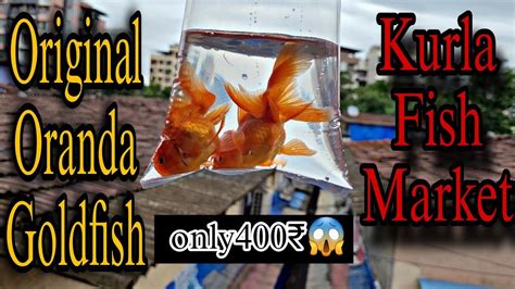 Kurla Fish Market Aquarium Original Oranda Goldfish Youtube