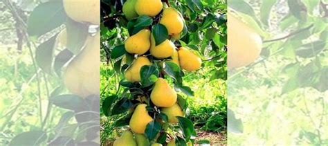 Колоновидная Груша Медовая купить в Ижевске | Товары для дома и дачи ...