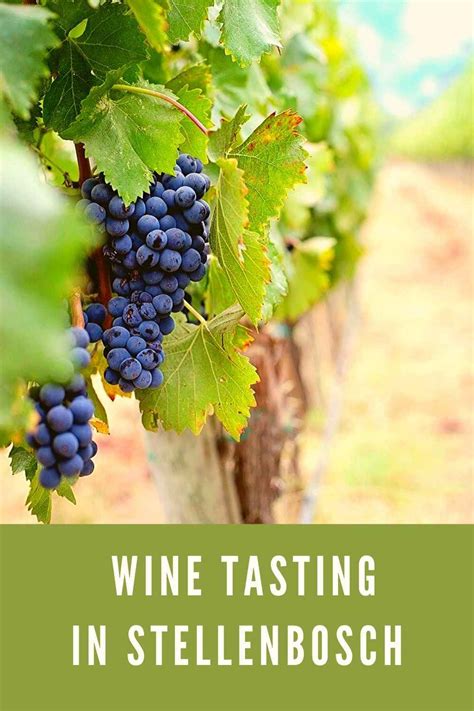 Stellenbosch Wine Farms - the Ultimate Wine Tasting Guide. | Wine ...