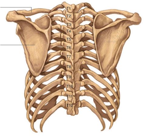 Thoracic Cavity Anatomy Posterior