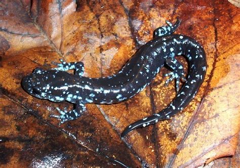 Blue Spotted Salamander Recorded Herptoculture Of Wirth Park