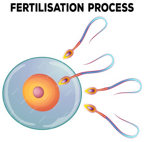 Premium Vector | Diagram of fertilisation process
