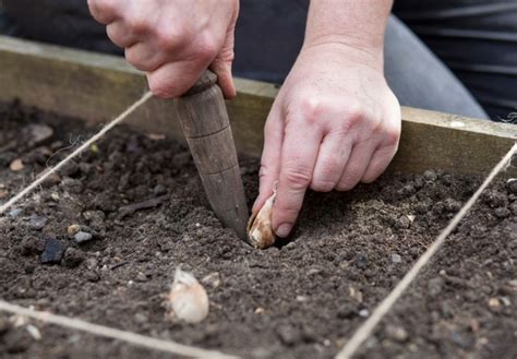Посадка фрезий: выращивание, уход и советы от экспертов