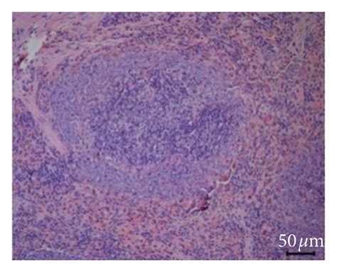 Spleen Histological Sections Of Rats In Each Group X Note A