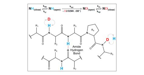 Estimation Of Hydrogen Exchange Protection Factors From Md Simulation