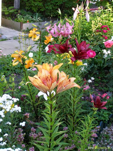 Как красиво посадить лилии на даче (74 фото) - фото - картинки и ...