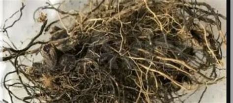 Растения корень купить в Шарыпово | Товары для дома и дачи | Авито