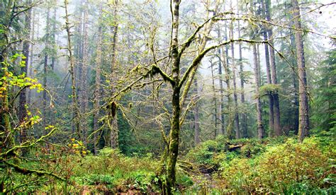 elliott state forest wikipedia