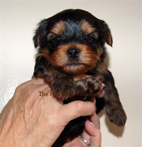 The Heavenly Yorkies Puppies 4 Weeks Pictures