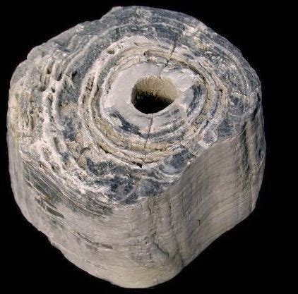 giant fungi hudson valley geologist