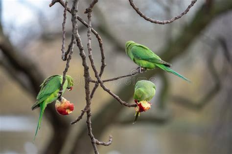 Parakeets Of London Feral Parakeets In Great Britain Stock Photo