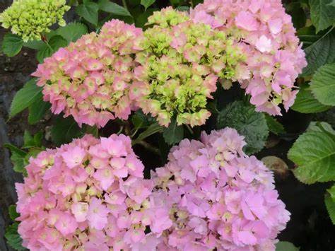 Hydrangea Mrs Kumiko Free Freight Option