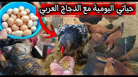 مشروع تربية الدجاج البلديدجاج عرب 🐓في الجزائر🇩🇿 Youtube