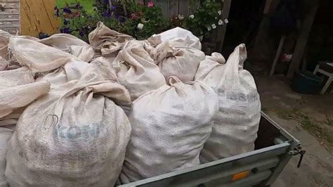 наконец закончили копать картошку. ред леди превзошла наши ожидания ...