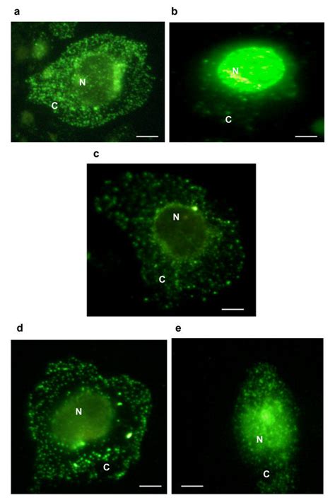 Representative immunofluorescence images. Image a shows a control ...
