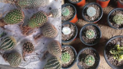 Adding More To My Collection Cactus Haul Beginner Care🌵🌸 Youtube
