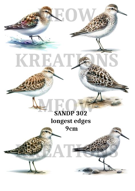 Sandp 302 Meowkreations