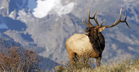 Prepare For Colorado Rifle Hunting Season