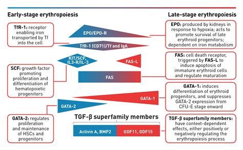 Understanding Erythropoiesis