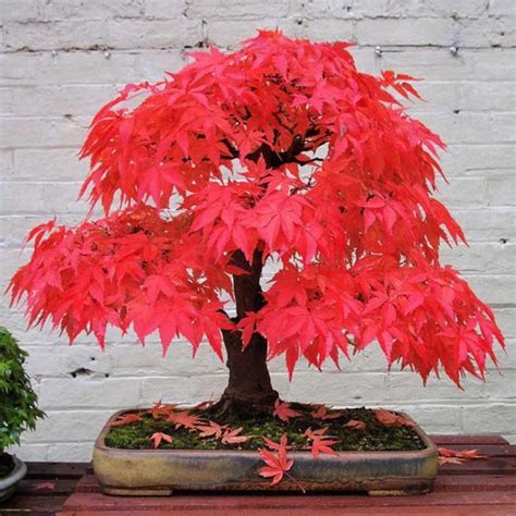 Jual Benih Bibit Pohon Bonsai Maple Jepang Inazuma Red Japanese Maple