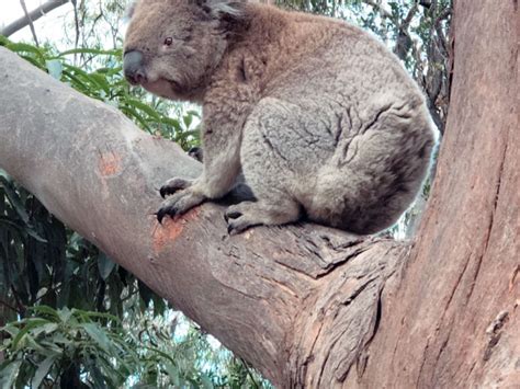 Kennet River Koala Walk Vic Australia Story Hero Traveler