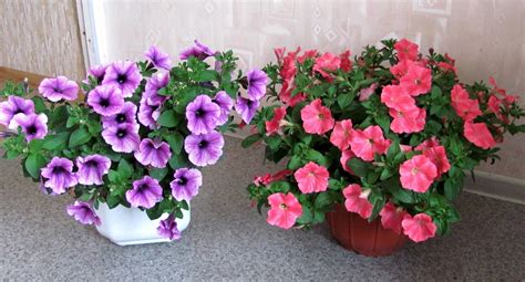 Чем отличается каскадная петуния от ампельной фото и описание