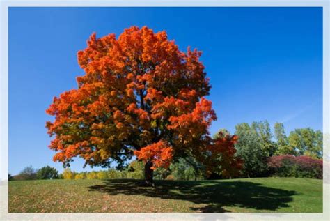 maple tree  species  plant growth al ardh alkhadra