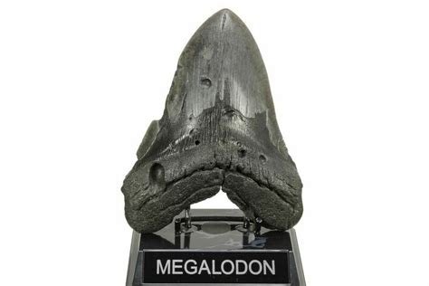 6.03" Fossil Megalodon Tooth - Massive River Meg (#261194) For Sale