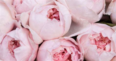 Peony roses Peony Pink - PrefereFleur