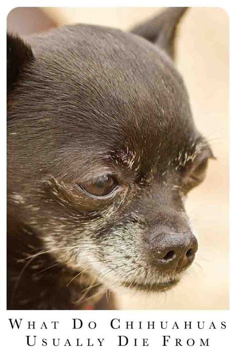How Long Should A Chihuahua Live