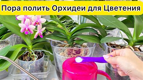 Пора поливать орхидею этим средством ДЛЯ ЦВЕТЕНИЯ ОРХИДЕЙ зимой - YouTube