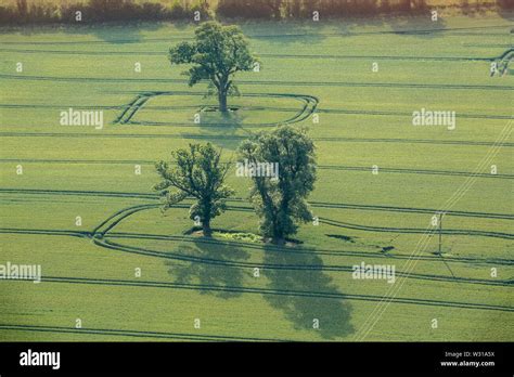 Tree In Arable Farm Field Stock Photo Alamy