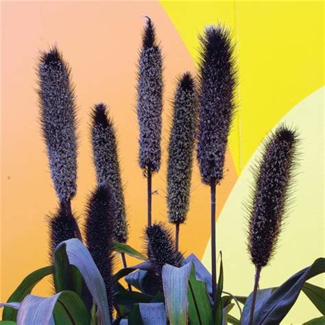 grass ornamental millet purple baron milaegers