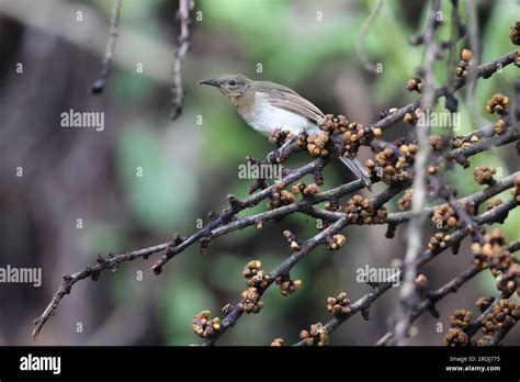 philippine bulbul  res stock photography  images alamy