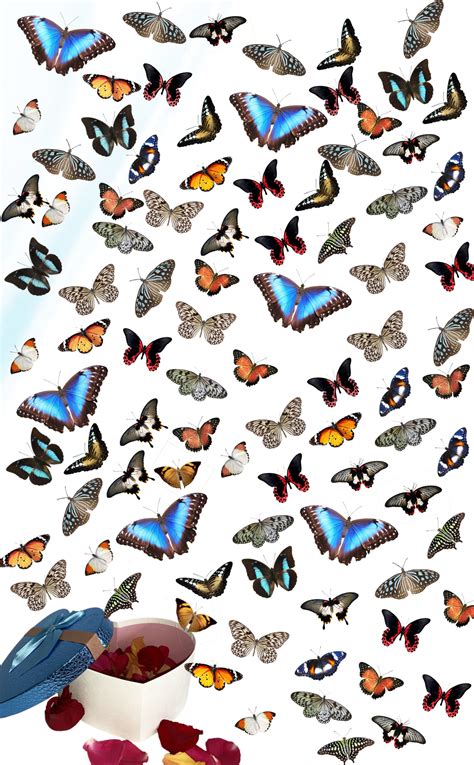 Салют из 101 бабочки с Морфо (5 бабочек Голубая Морфо, 45 бабочек до 15 ...