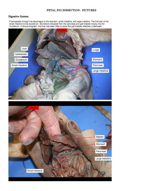 Fetal Pig Dissection-Pictures | PDF