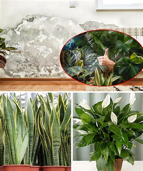 Gigi's - keep these beautiful plants in the living room, discover 5