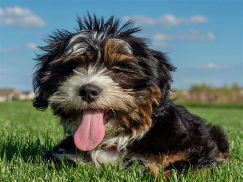 Malshi Breed Info | Malshi Puppies for Sale in Bergen County