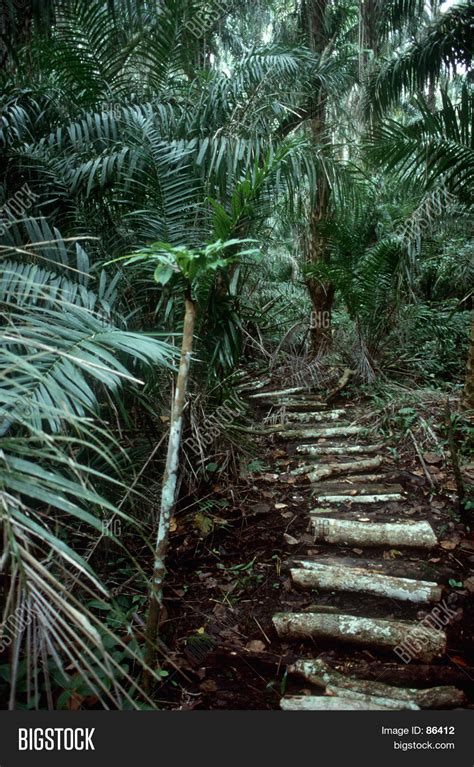 jungle trail image photo  trial bigstock