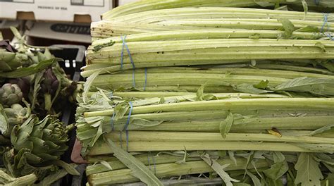 Артишок испанский кардон выращивание - фото