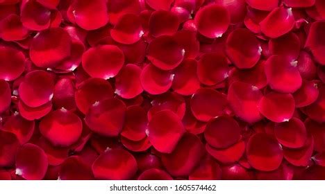 Sex Pussy Vulva Clitoris Vagina Orgasm Stock Photo Shutterstock