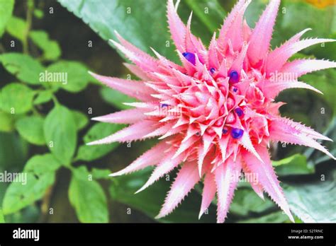 Pink Flower Stock Photo Alamy